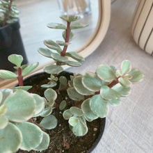 Load image into Gallery viewer, Portulacaria Arfa