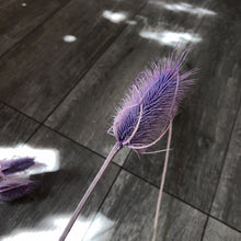 Load image into Gallery viewer, Cardo Pod Purple Stem