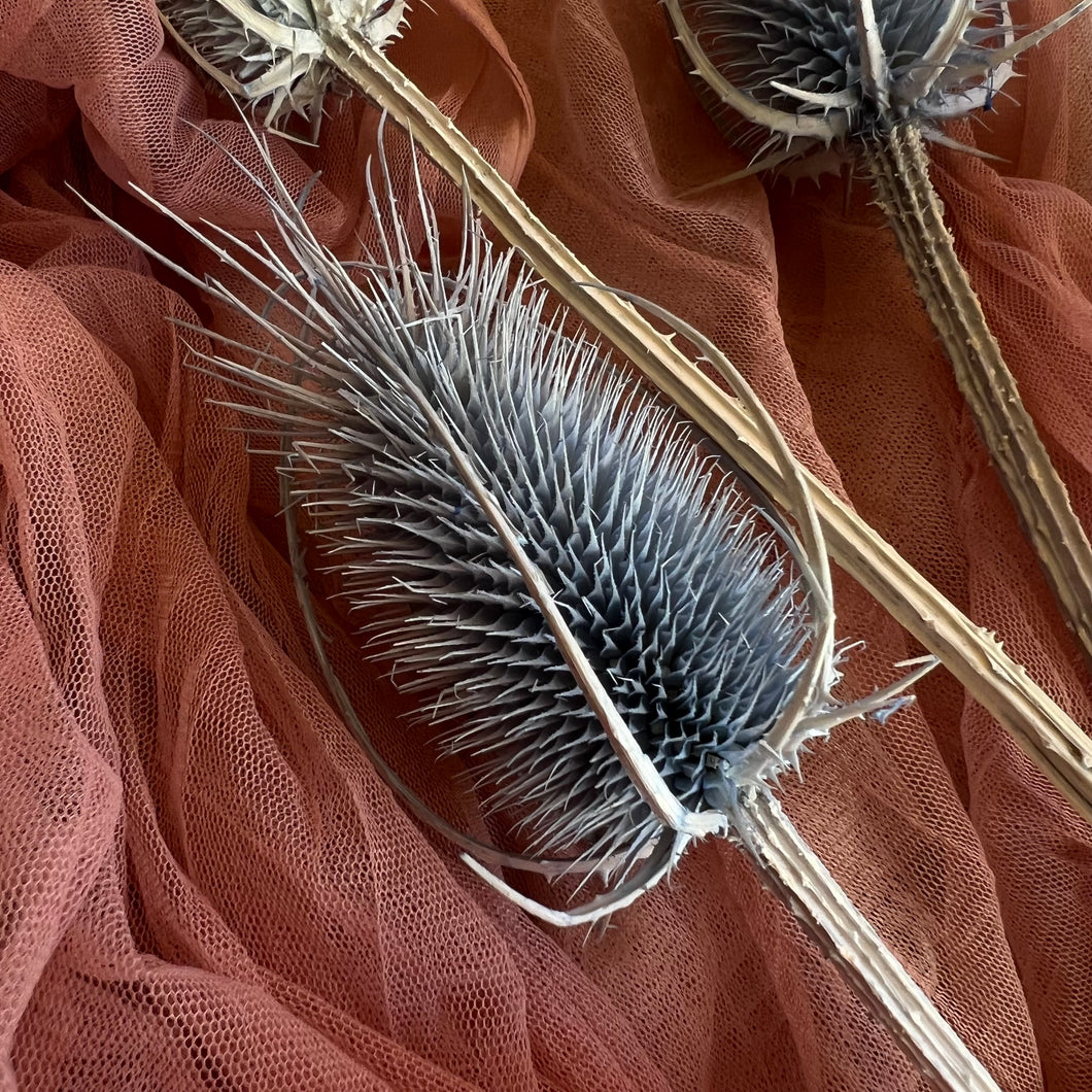 Cardo Pod Blue Stem