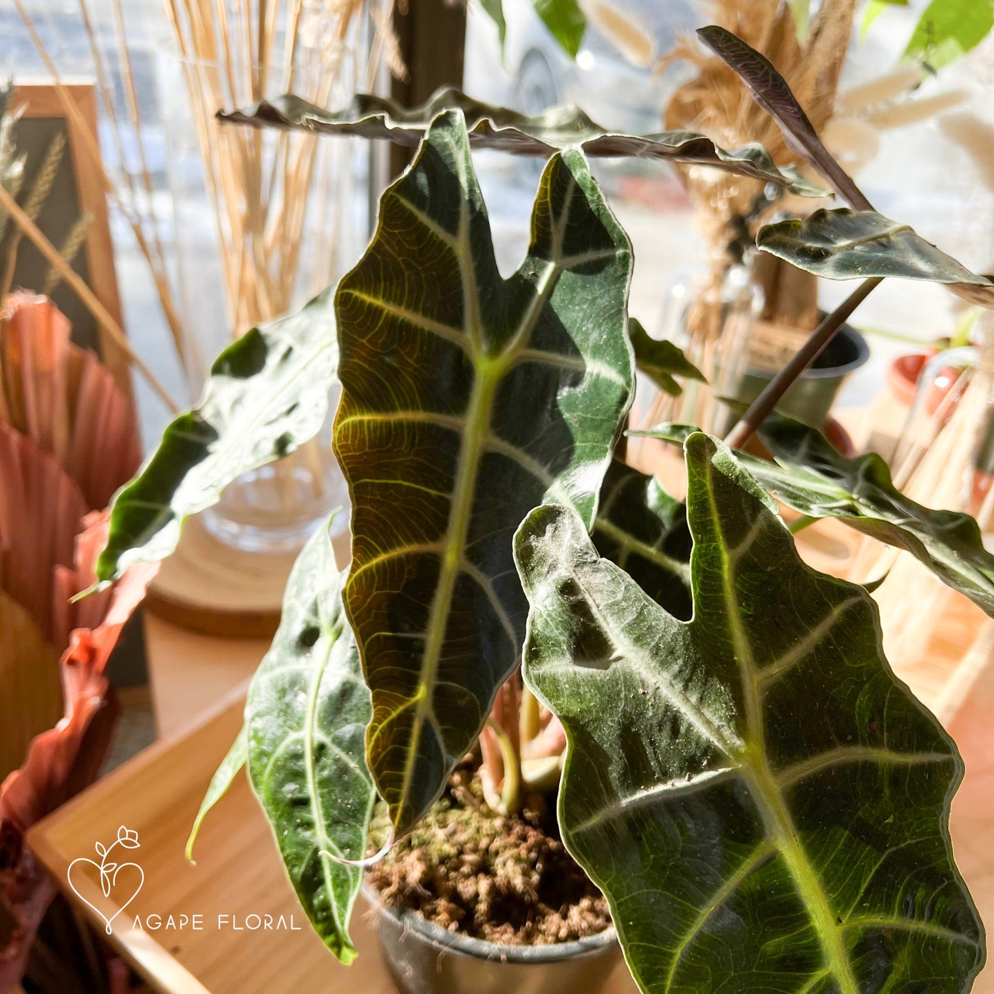 Alocasia Polly