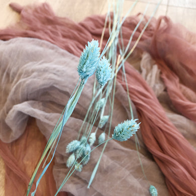 Light Blue Phalaris