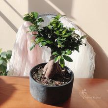 Load image into Gallery viewer, Bonsai Ficus Retusa 8”