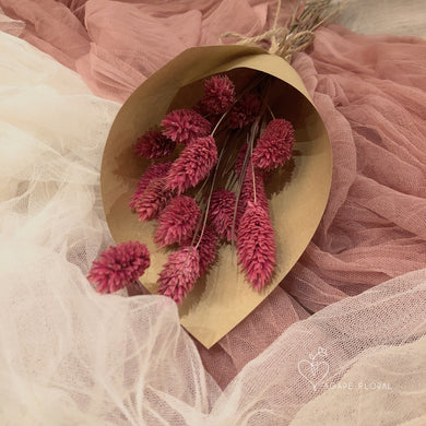 Pink Phalaris