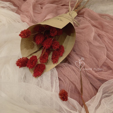 Red Phalaris