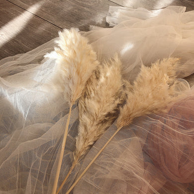Small Beige Fluffy Pampas Grass