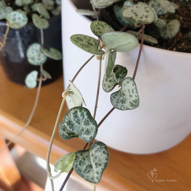 String of Hearts
