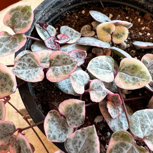 String of Hearts Variegated