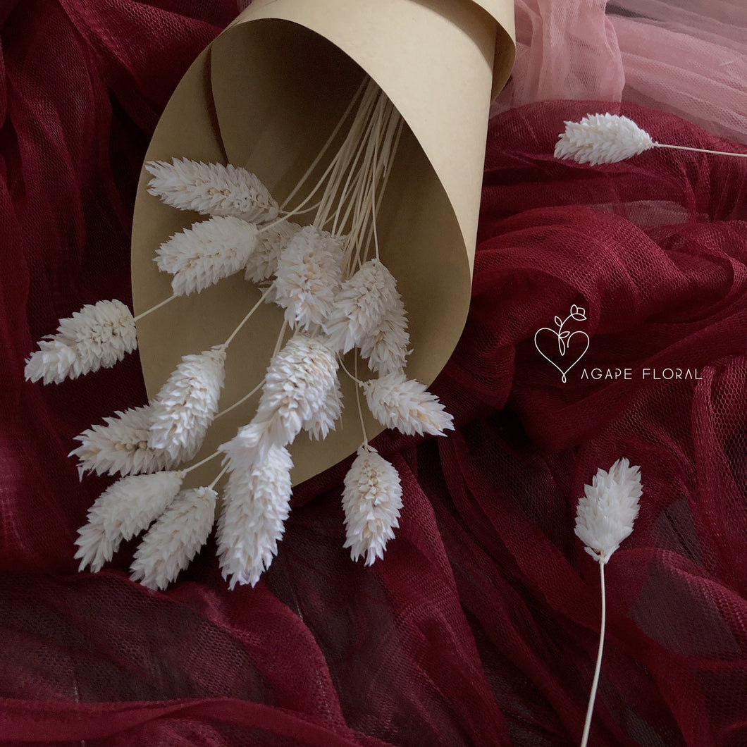 White Phalaris