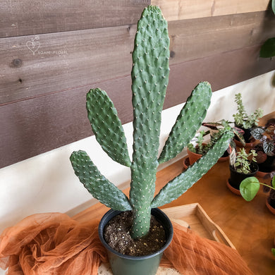 Cartoon Cactus