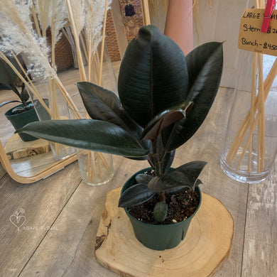 Rubber Plant
