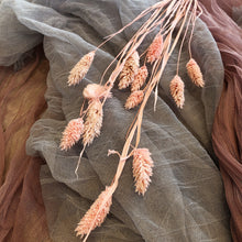 Load image into Gallery viewer, Blush Phalaris
