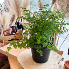 Load image into Gallery viewer, Maidenhair Fern