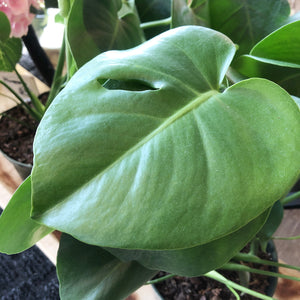 Monstera