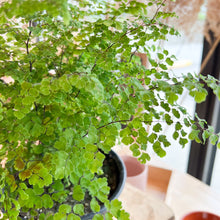 Load image into Gallery viewer, Maidenhair Fern