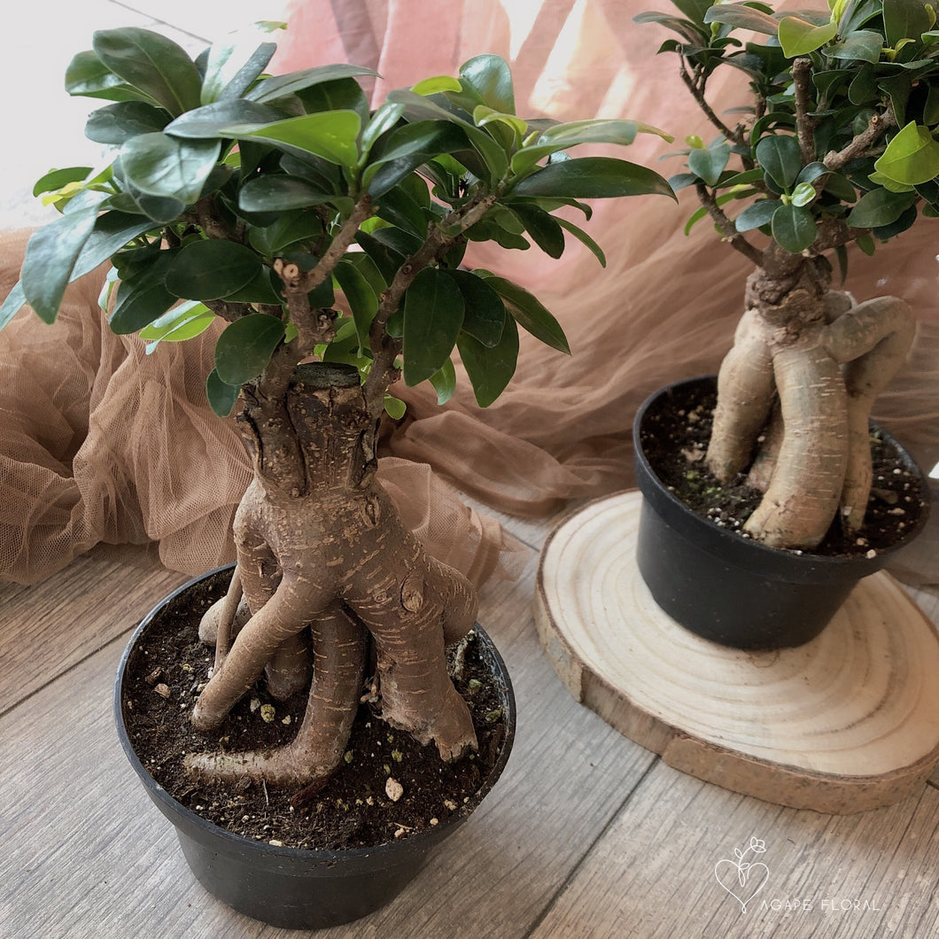 Bonsai Ficus Retusa 5”