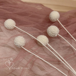 White Billy Buttons