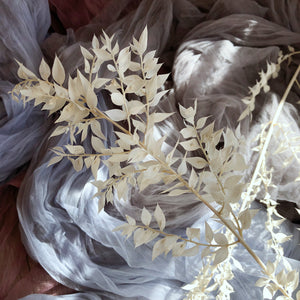 White Ruscus