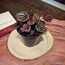Load image into Gallery viewer, Peperomia Red Ripple