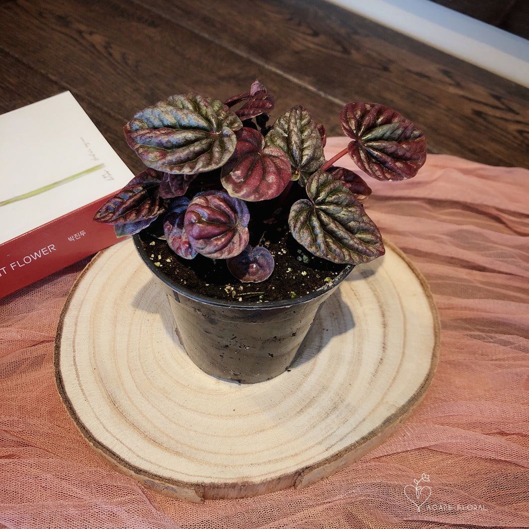 Peperomia Red Ripple
