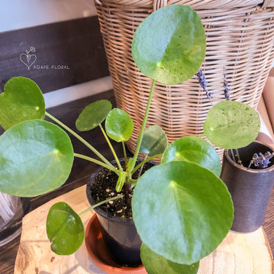 Pilea Peperomioides