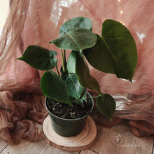 Load image into Gallery viewer, Monstera