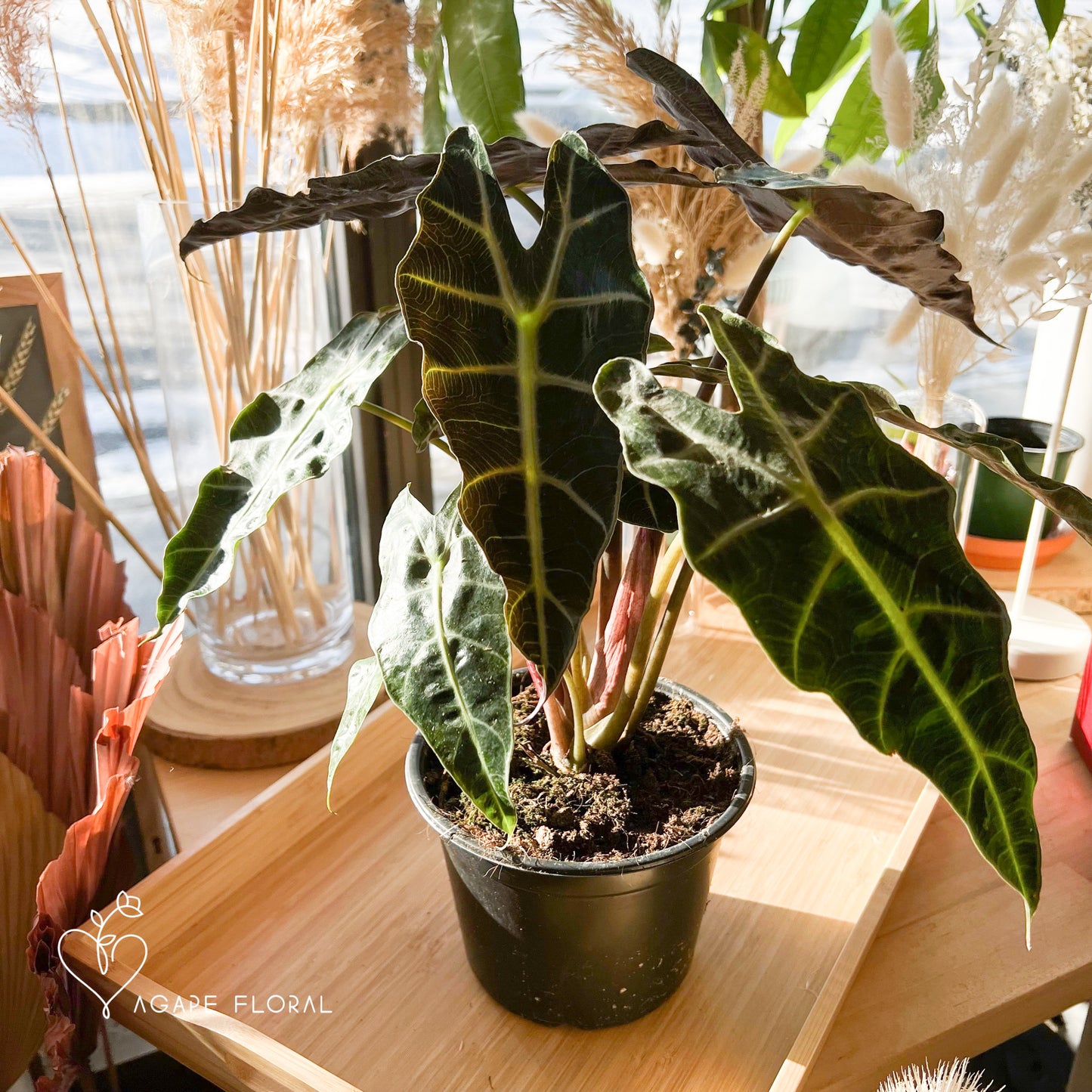 Alocasia Polly