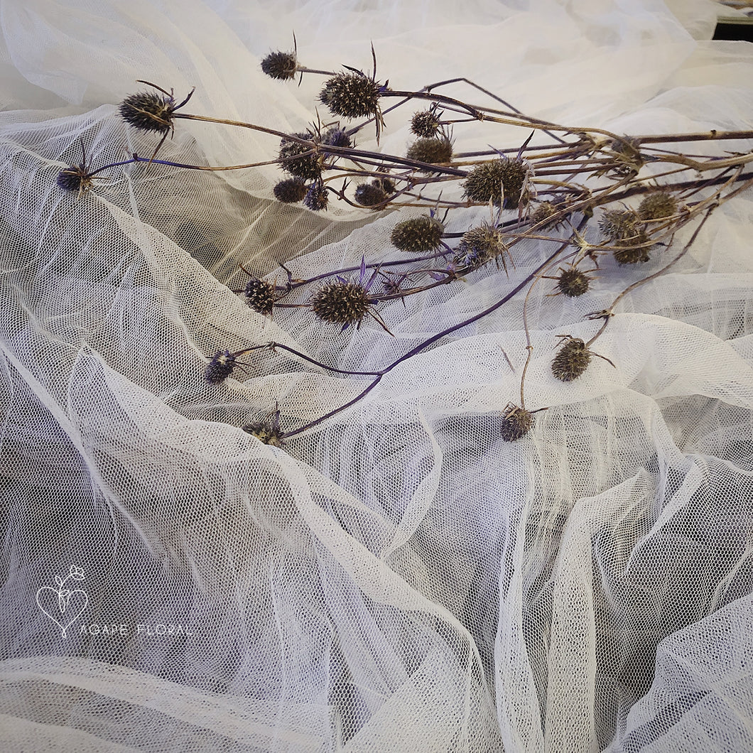 Eryngium Thistle Blue