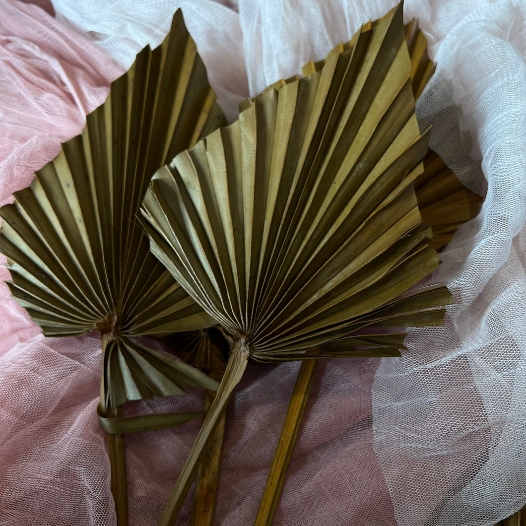 Small Brown Palm Spear